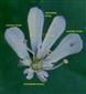  Marginal Flower (Zygomorphic)